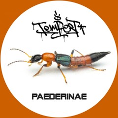 Tempest - Paederinae