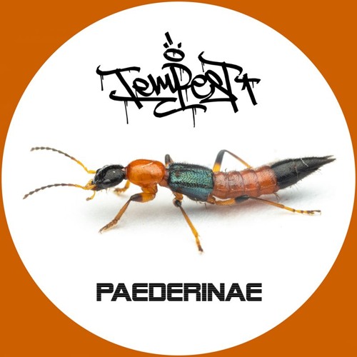 Tempest - Paederinae