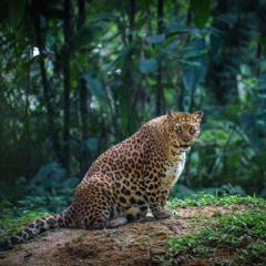 Dionis (Irubo Setblock 53, GDS.FM)