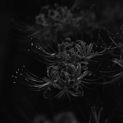SHINIGAMI PLAYLISTS