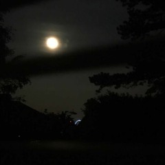 silence in the moonlight
