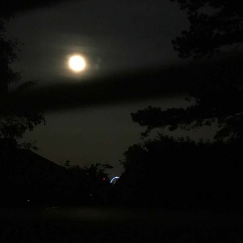 silence in the moonlight