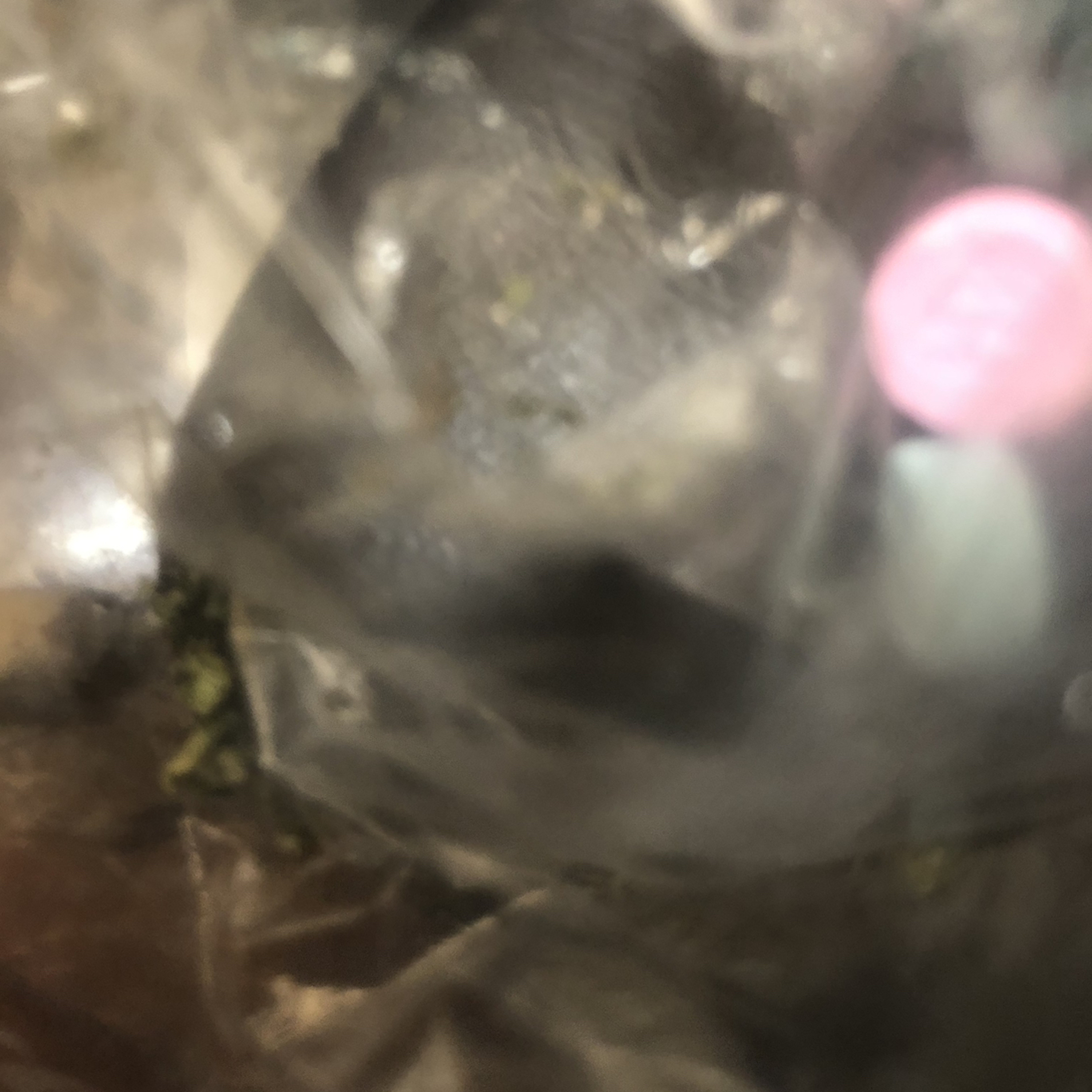 DØN ᕯ ₲ΔÐŸ (@d0ngady)