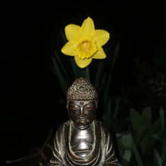 the temple bell stops but the sound keeps coming out of the flowers (disquiet0741)