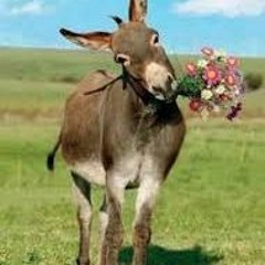~Magic Jackass~  Steve Jobe  BMI