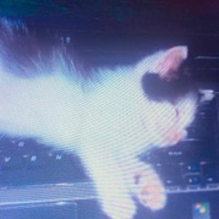 cats!!!
