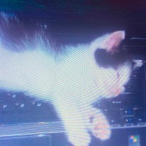 cats!!!