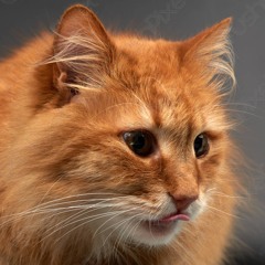 My Ginger Cat