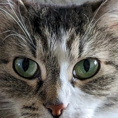 Make You Feel My Love