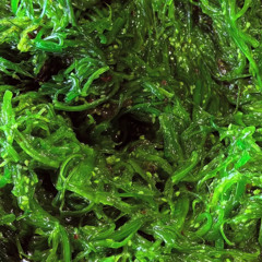 abeja x Rodnee x Spike / 16.08.2025