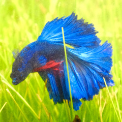 Betta