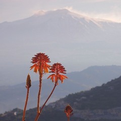 OSX - Exotic Trip n°2