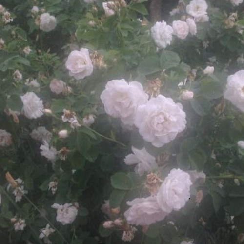 와르르-하니.*･ﾟ .ﾟ･*.