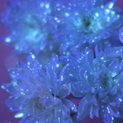 flowers that glow in the dark