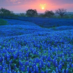 Blue Fields [Lo-Fi]