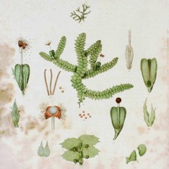 HK_Fantaisies_tracks_349