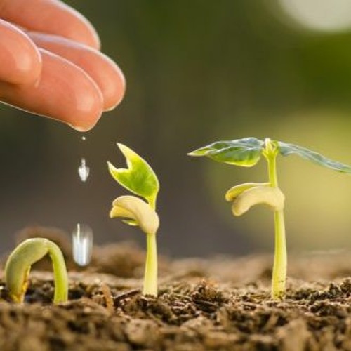 Seeding