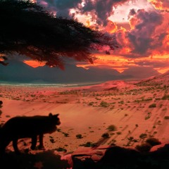 la Flânerie du félin