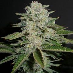 Sour D - Morten feat. Al Kareem