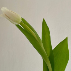 Something for the Girlies