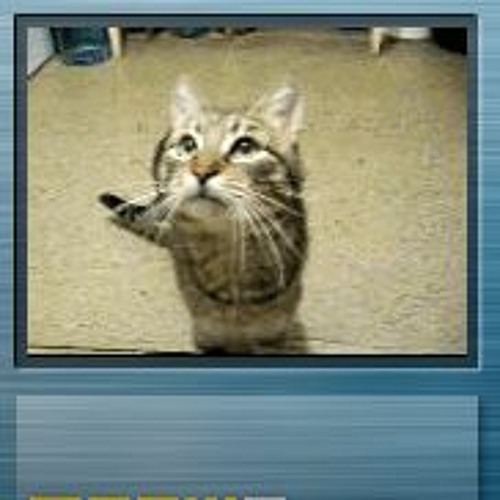 meowphony