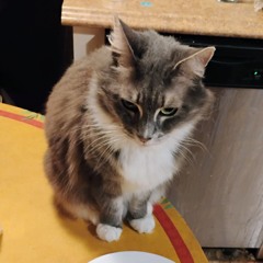 silly silly billy willy