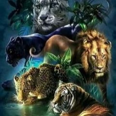 Jungle Cats