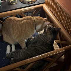 (cover) 아이유 - 무릎 🌒