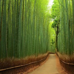 storia del bambù giapponese