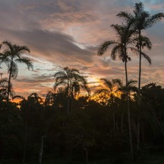 rainforest. (+ wspkartel)