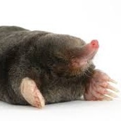 kun Myyrä teki Lumi-Tunnelin