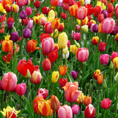 Bloom - Marching Band Show