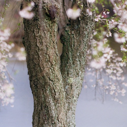 Voices Of Eden - Mixed by Rebel9