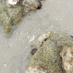 Stromatolithe, 4 Avril 2024