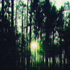 darkpsy/forest/nightpsy/&co