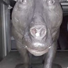 Pigging around