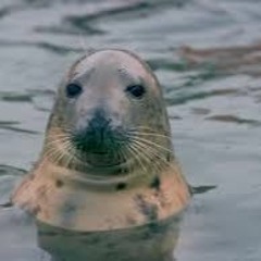 life has a meaning v.2