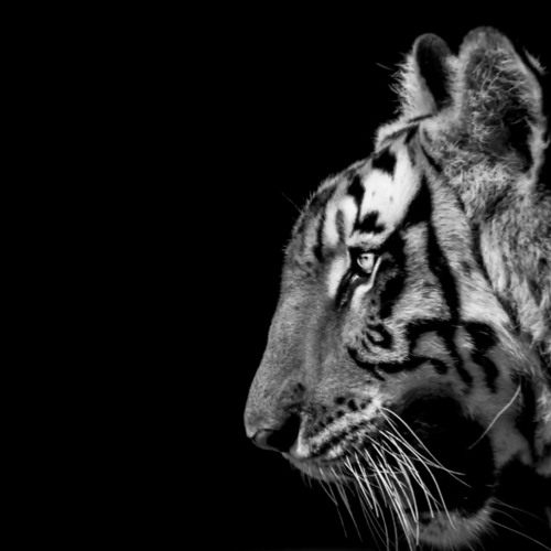 The Siege - Arise (Mauridian Bootleg)