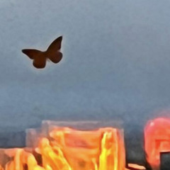 Jamuary 6th 2025 Fluttering