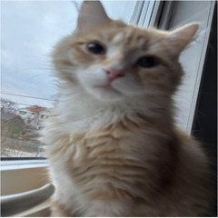 Rich Cat
