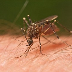 MOZZIE Warning for Kimberley Residents