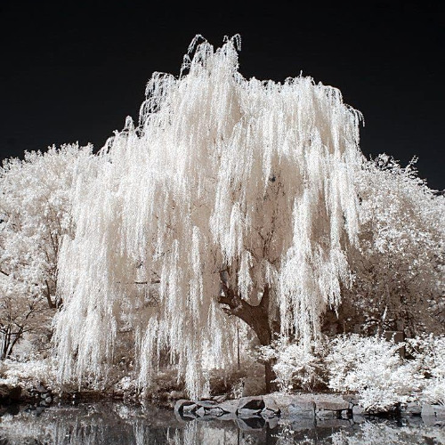 chi(p) - whatcha (1jaylon) [hidden gems exclusive]