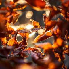 Apricity