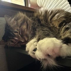 TOASTER ON PRINTER 🖨️ (Sleepy Cat Mix)