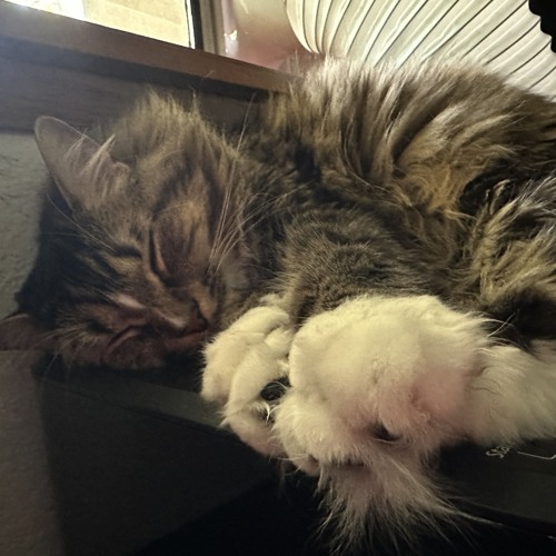 TOASTER ON PRINTER 🖨️ (Sleepy Cat Mix)