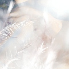 Lunar Moth (free download)