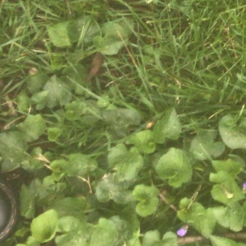 i can see everything happening at once (ivy cloak)