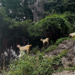 Jersey & Baile Funk Mashup Set - KSZD