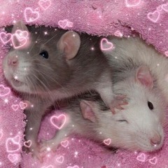 (b)oreo