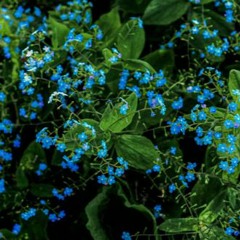 Melancholy Sheng of May Smooth & Slow